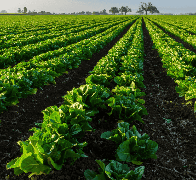 bezalel farms