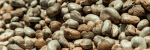 raw cashew nuts